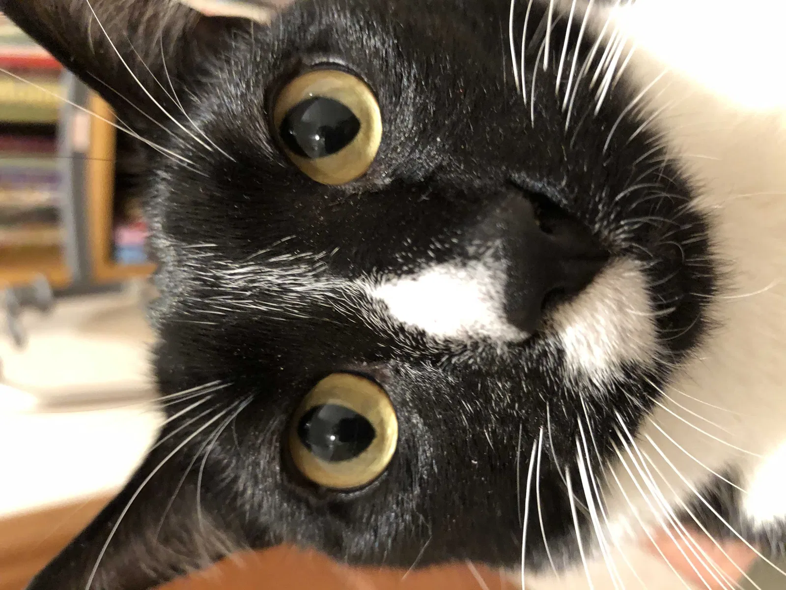 Lost cat in Federal Way, WA, 98023