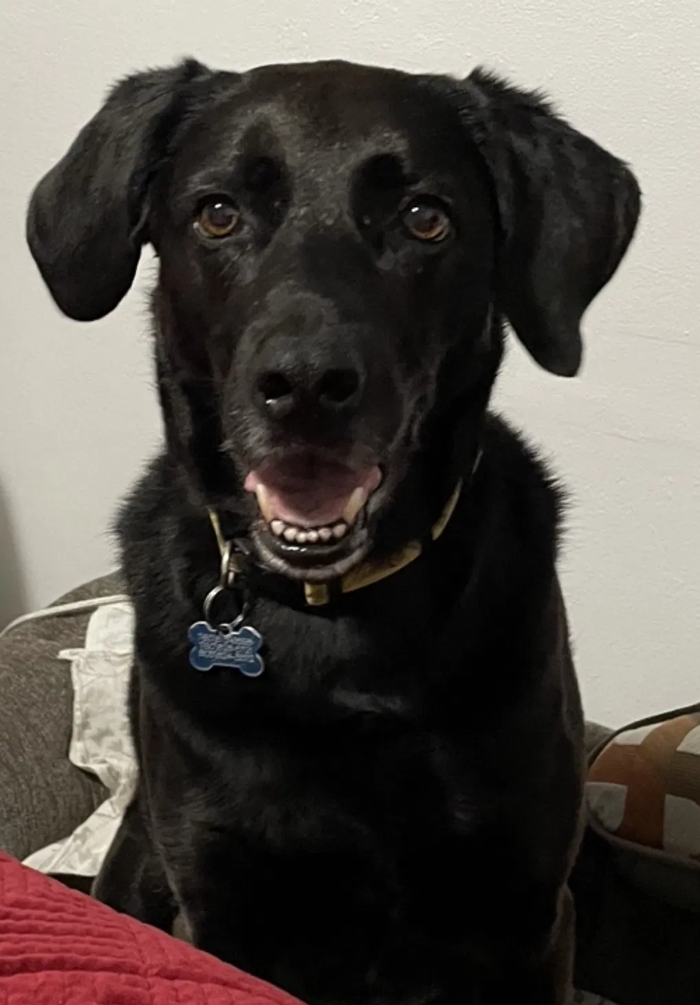 Lost dog in Encinitas, CA, 92024