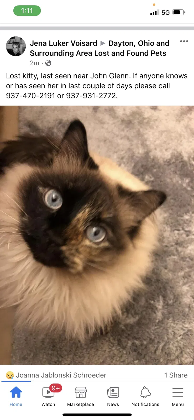 Lost cat in Dayton, OH, 45420