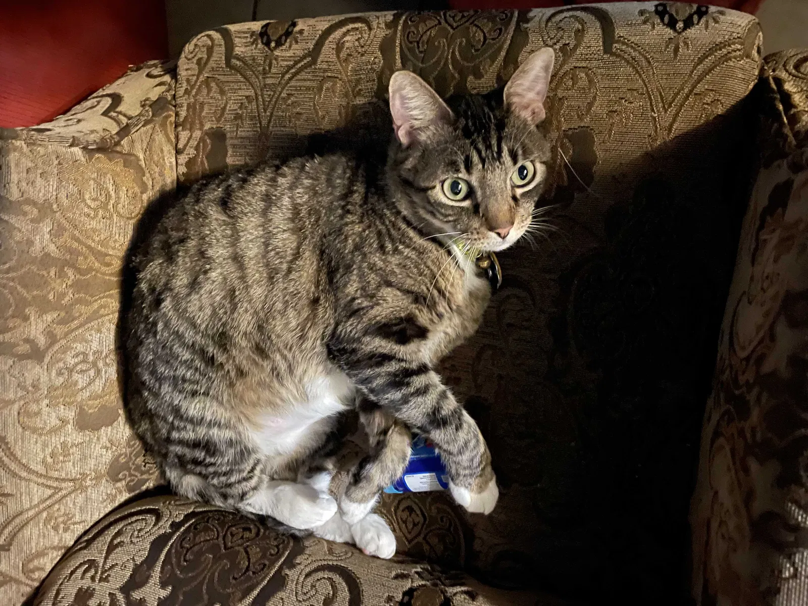 Lost cat in Wichita, KS, 67213
