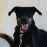 Lost dog in Kingwood, TX, 77339