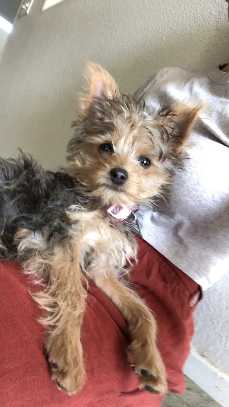 Lost dog in Beaumont, CA, 92223