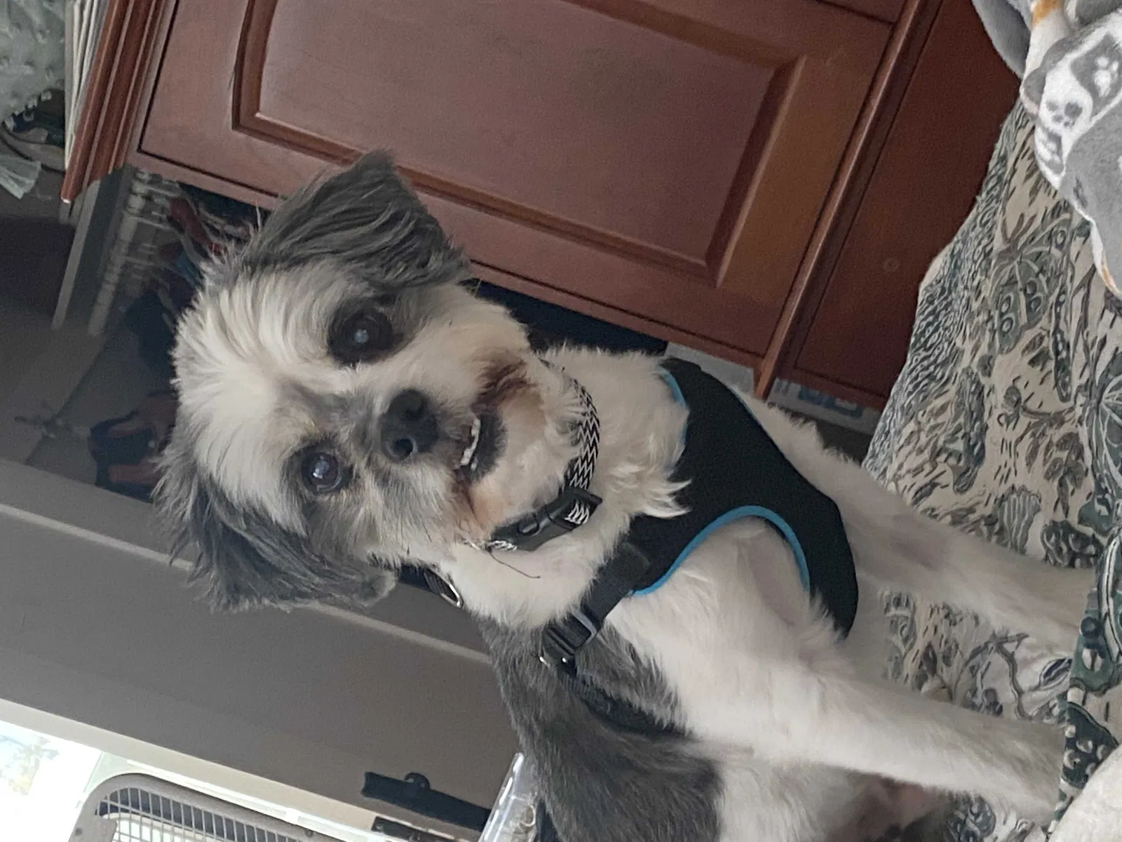 Lost dog in Porterville, CA, 93257