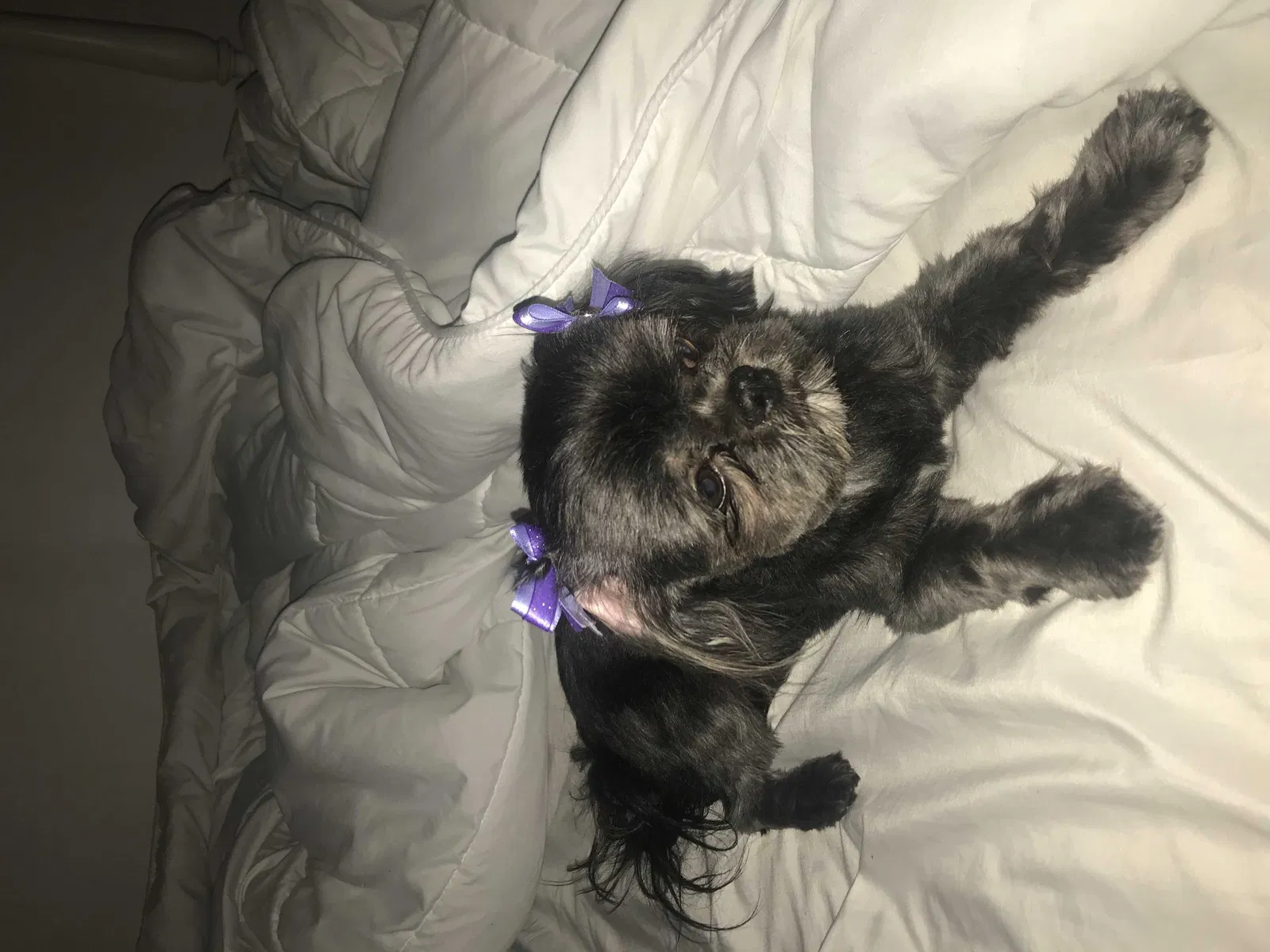 Lost dog in Gary, IN, 46404