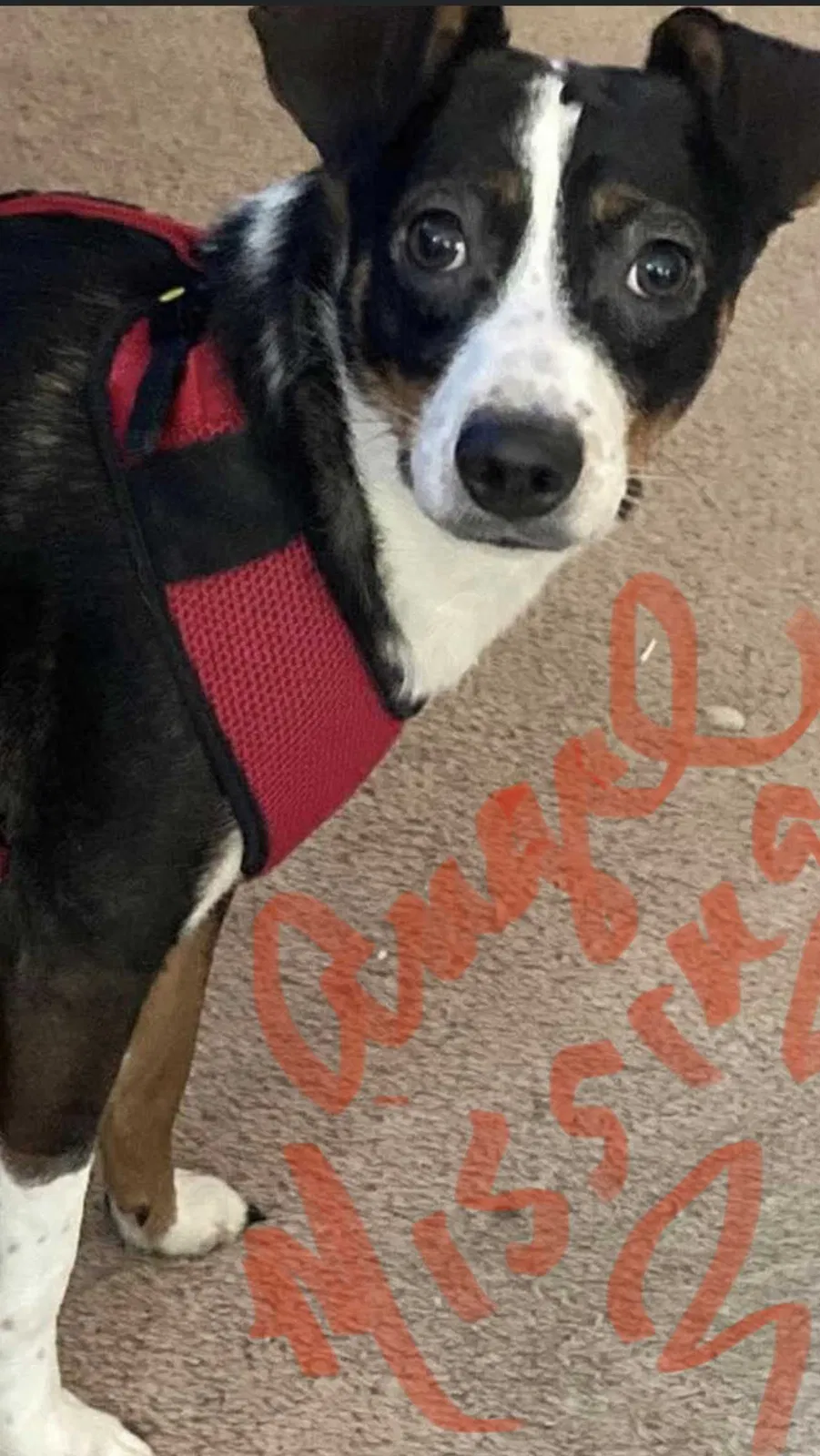 Lost dog in Peru, IN, 46970