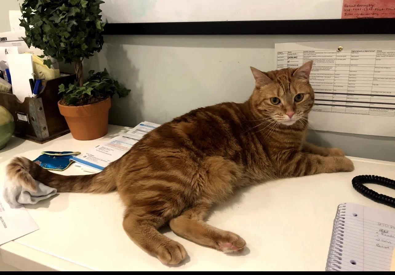 Lost cat in Henrico, VA, 23238