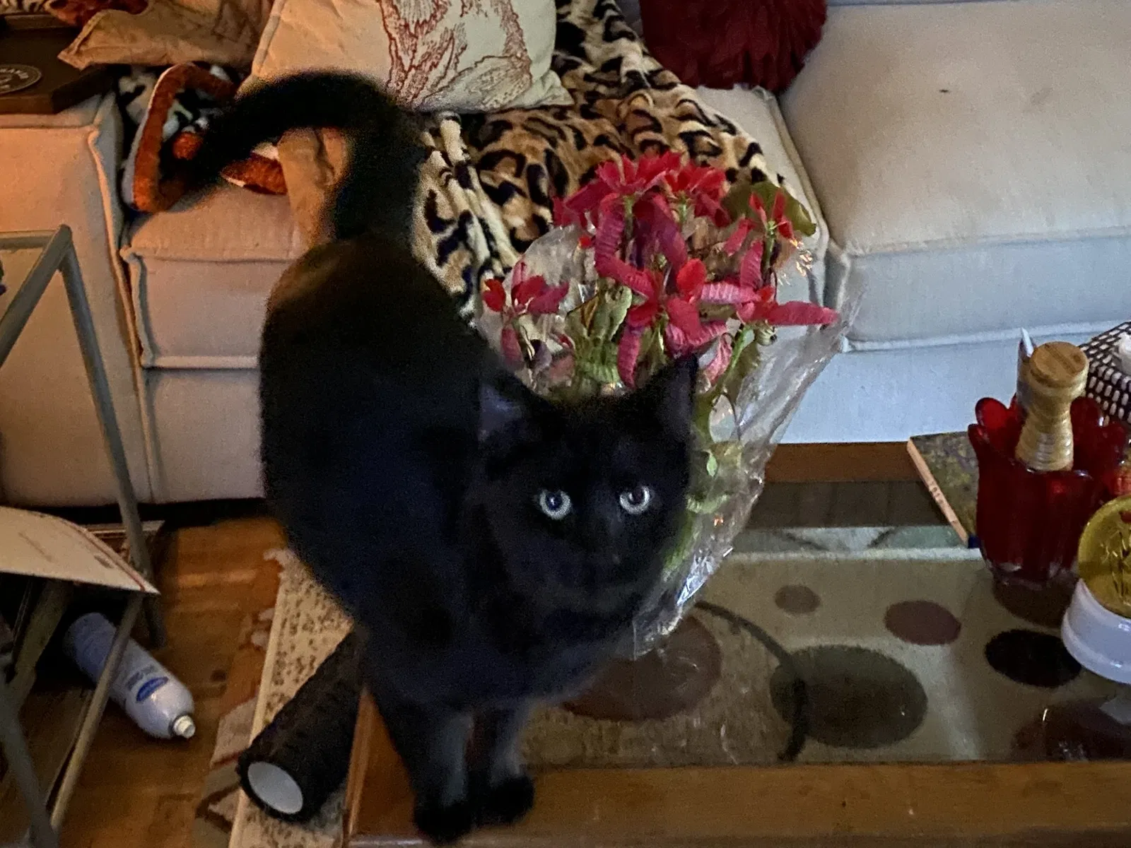 Lost cat in Unknown, CA, 0