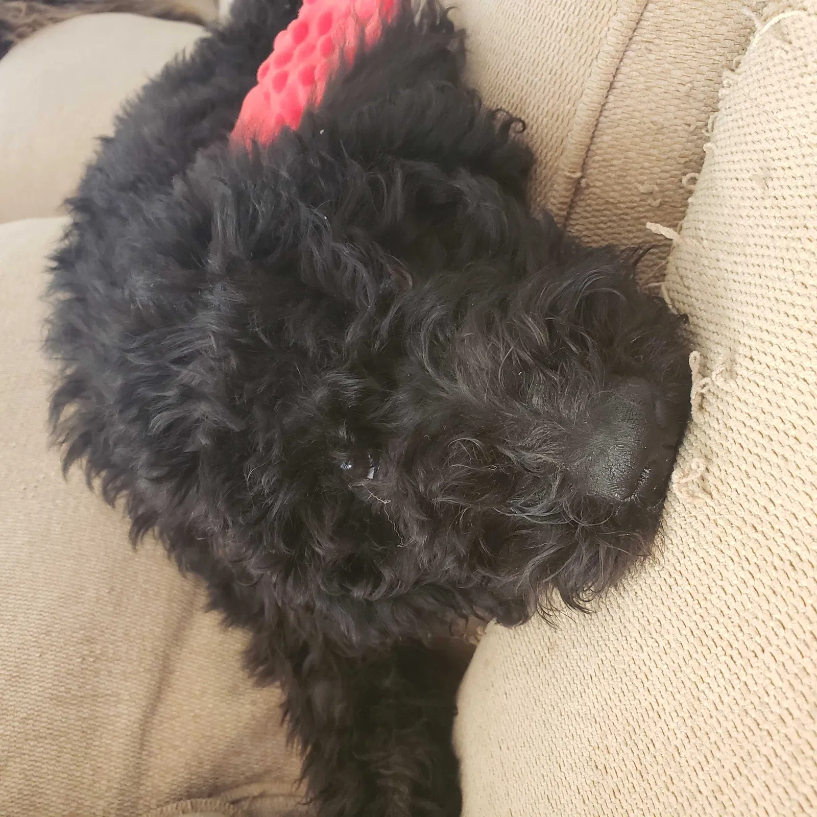 Lost dog in San Diego, CA, 92113