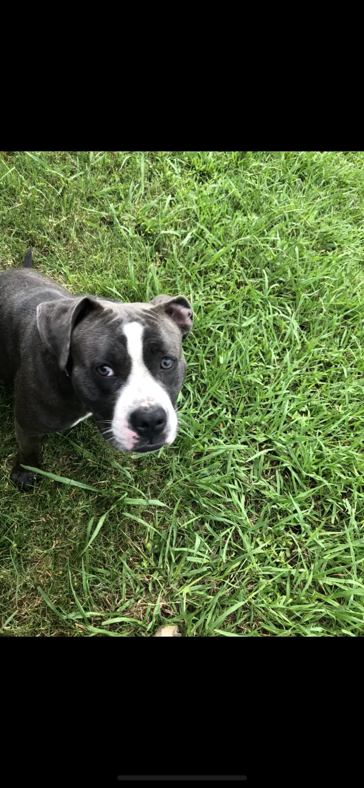 Lost dog in Senatobia, MS, 38668