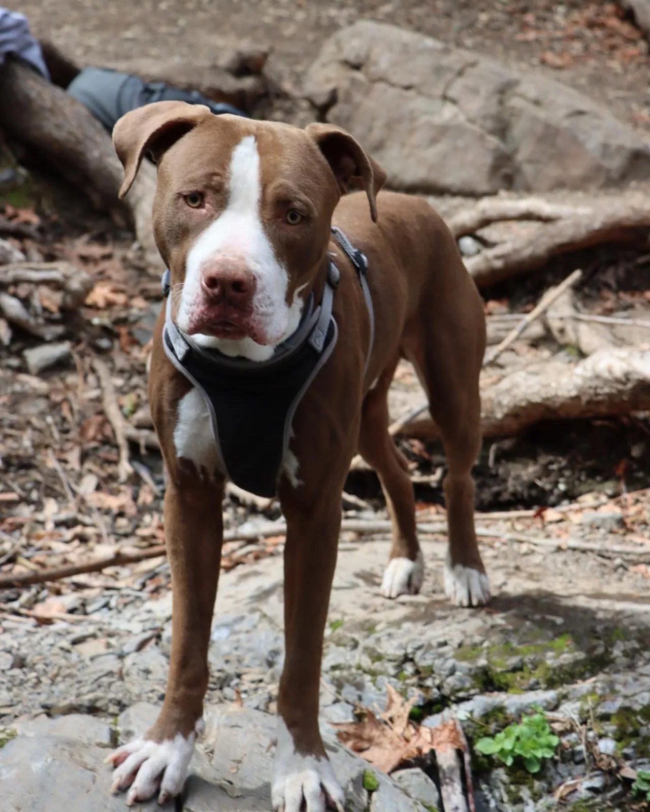 Lost dog in Encino, CA, 91316