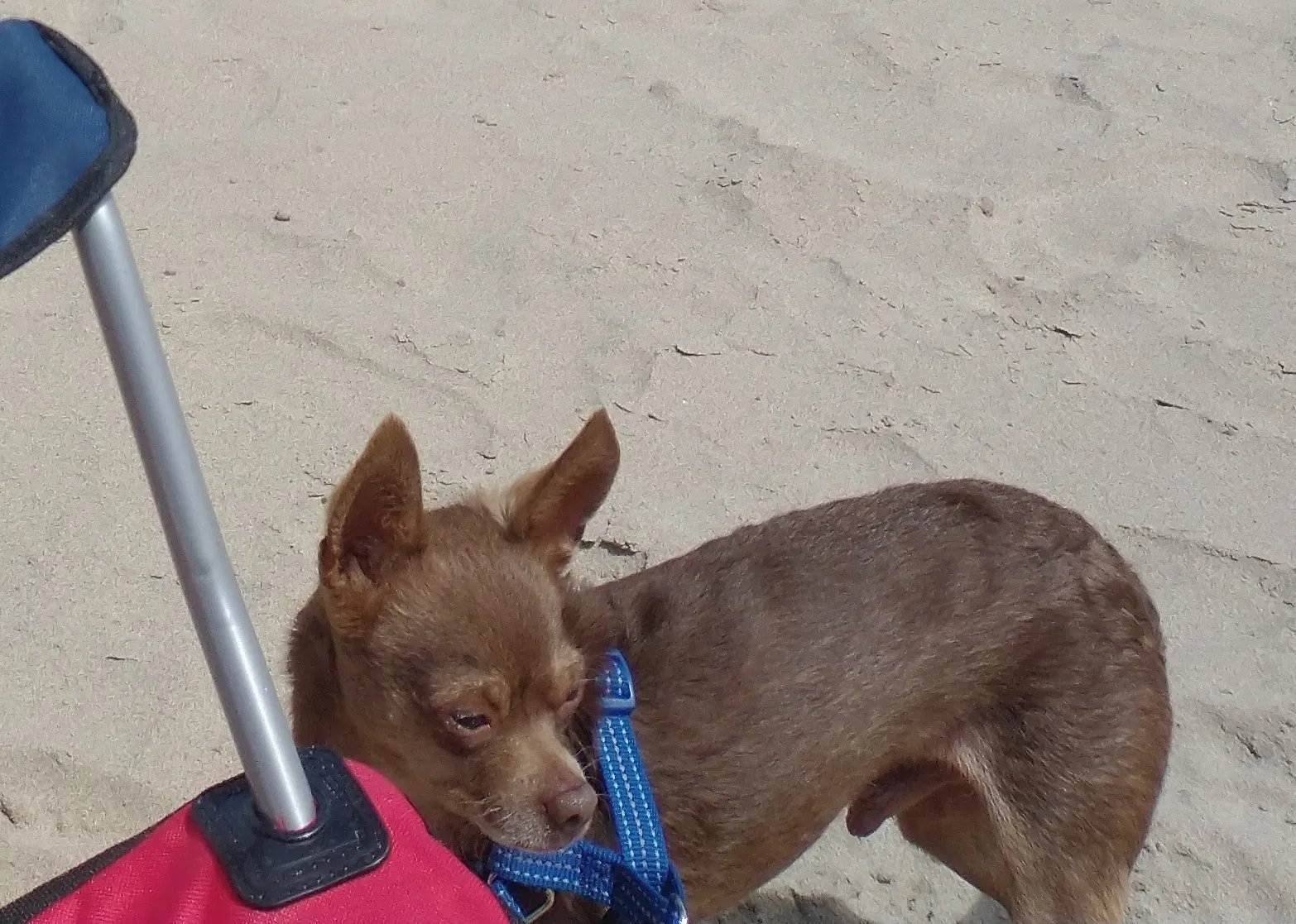 Lost dog in Lancaster, CA, 93535