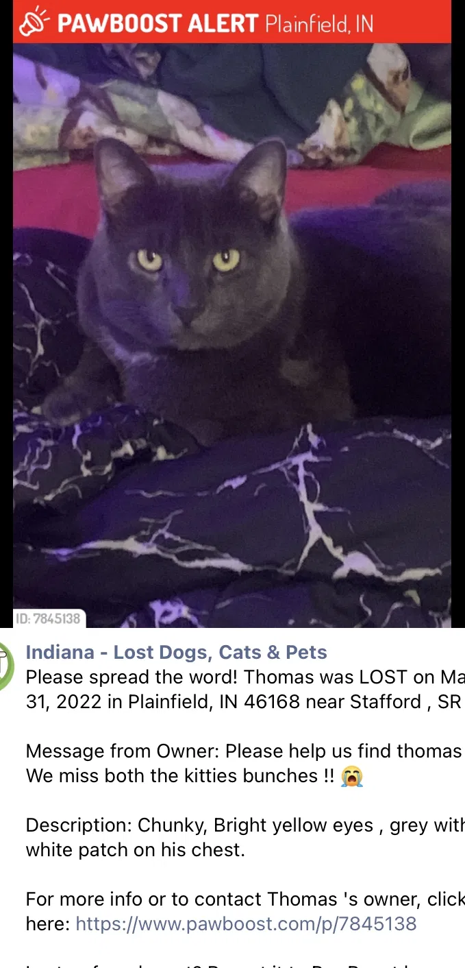 Lost cat in Plainfield, IN, 46168