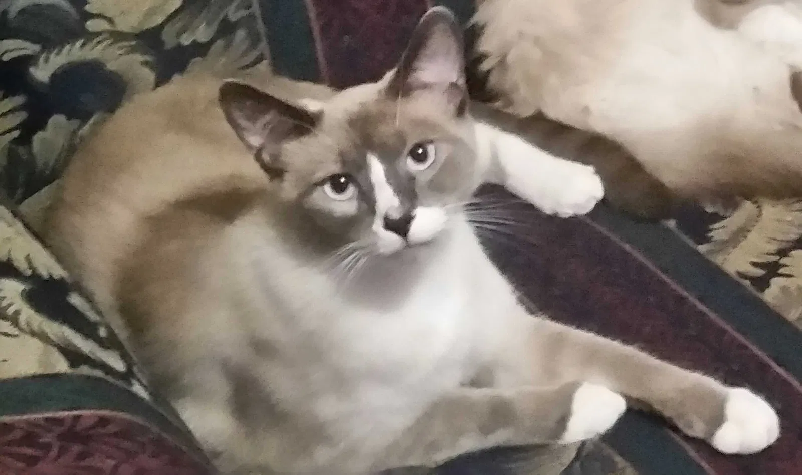 Lost cat in Monticello, IA, 52310