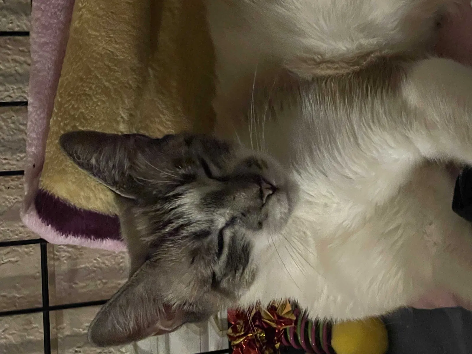 Lost cat in Anaheim, CA, 92807