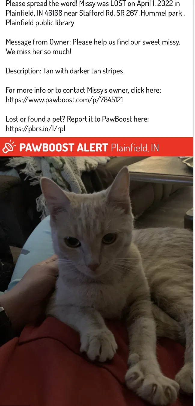 Lost cat in Plainfield, IN, 46168