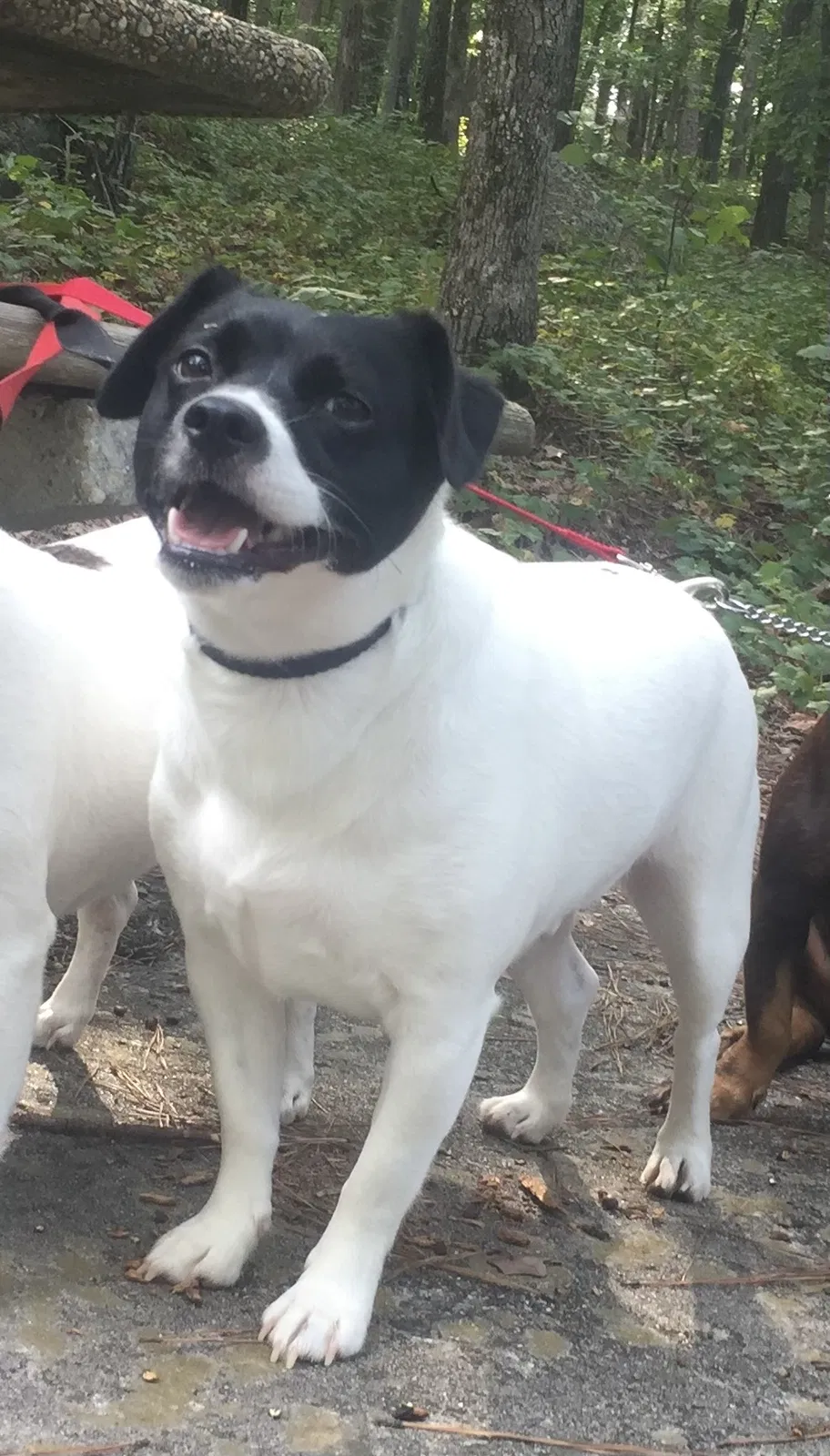 Lost dog in Summerville, GA, 30747