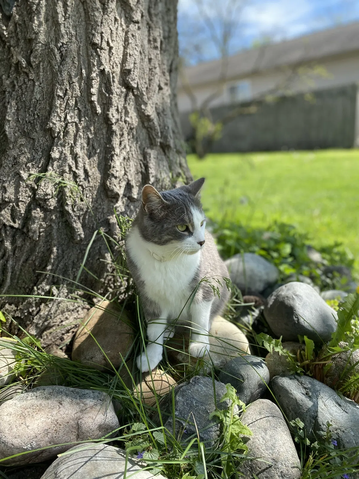 Lost cat in Clinton Township, MI, 48035
