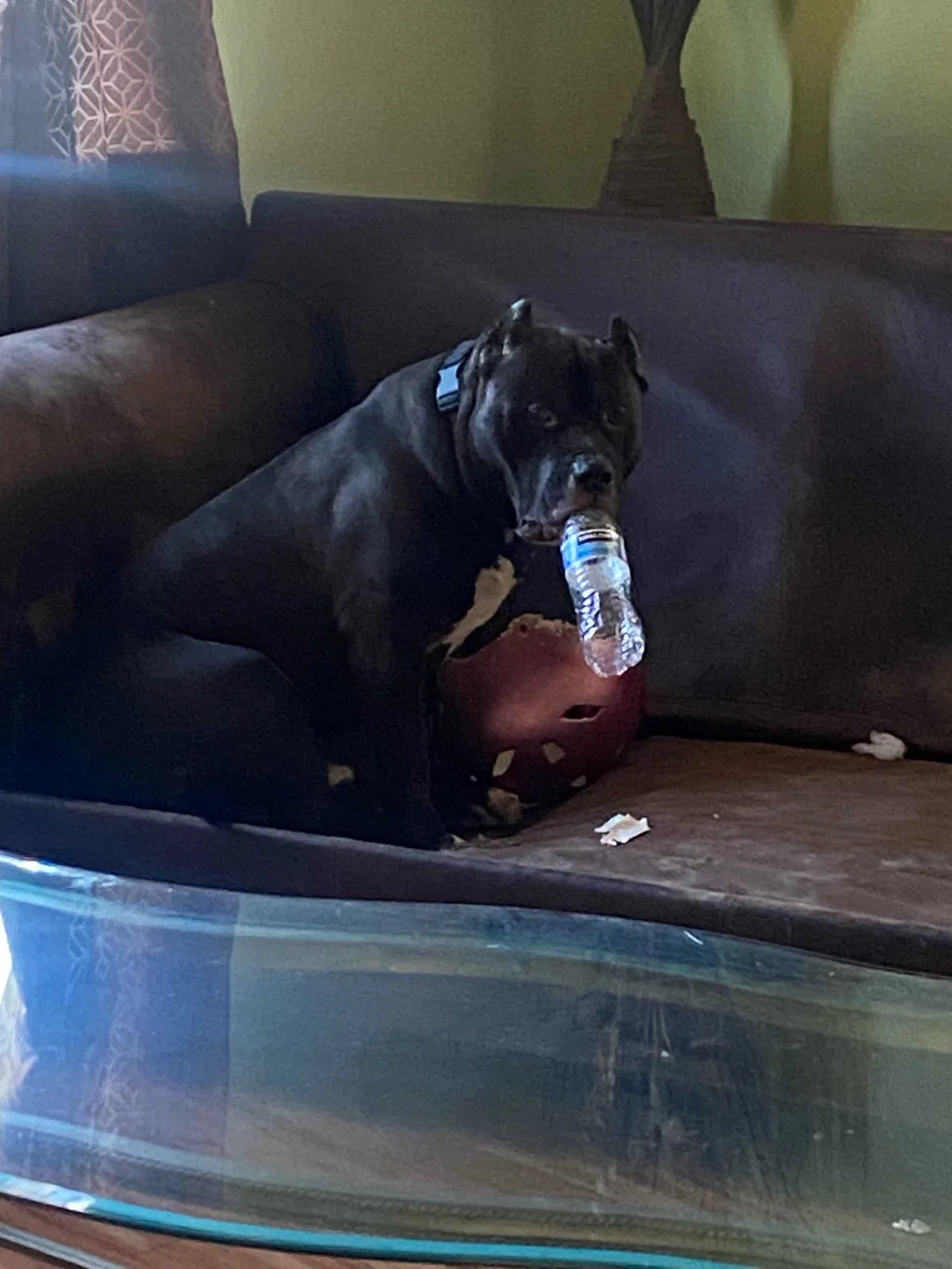Lost dog in Tacoma, WA, 98418