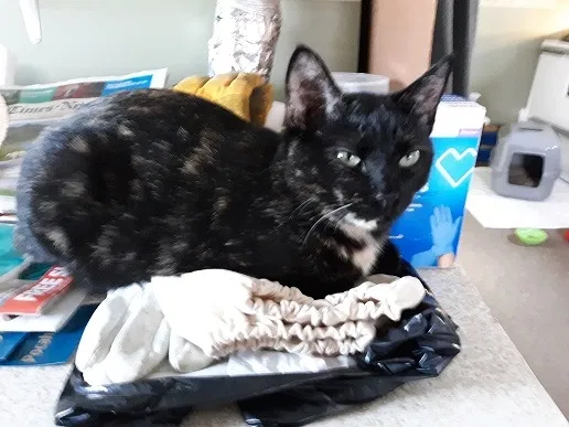 Lost cat in Edinboro, PA, 16412