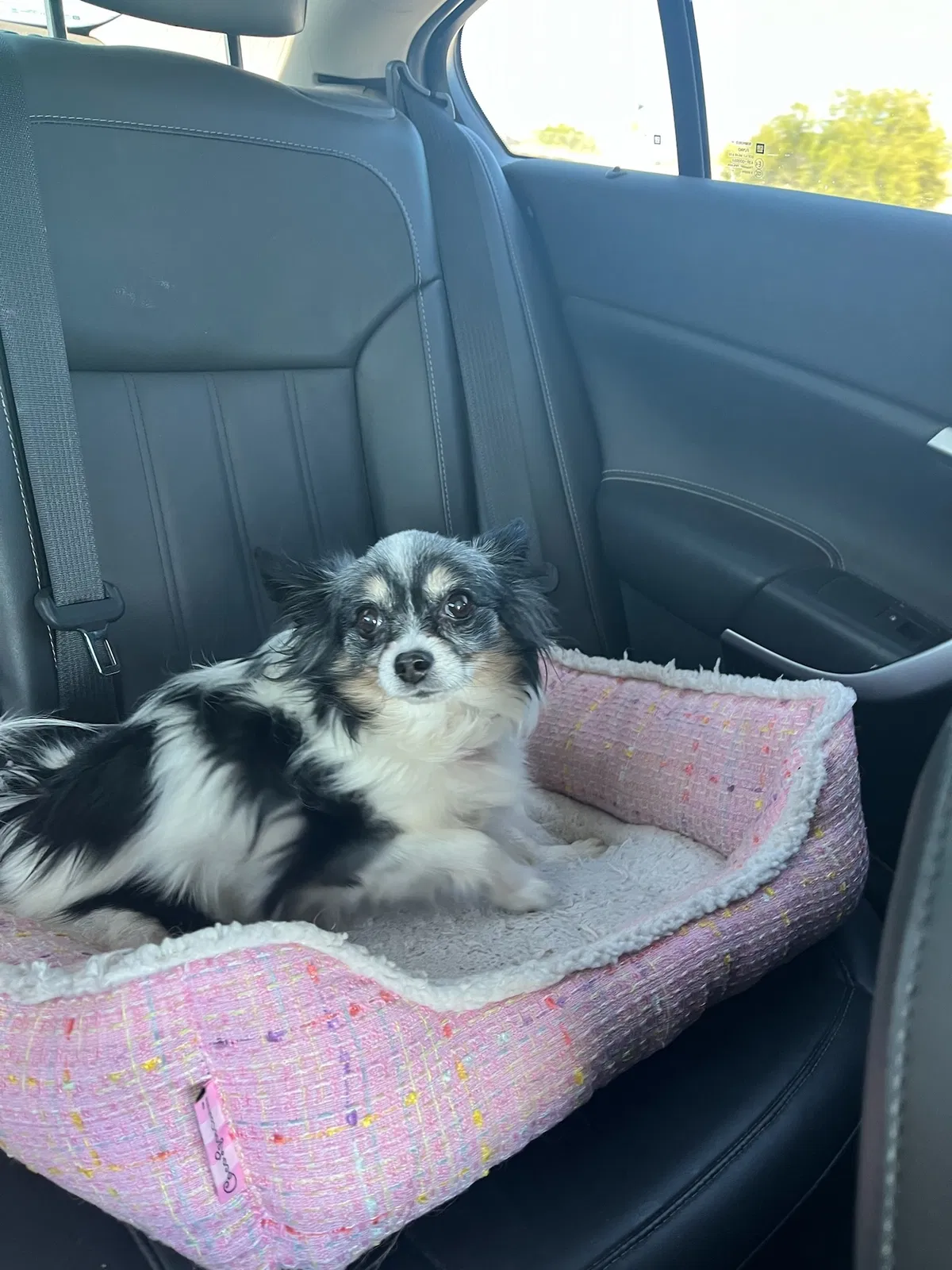 Lost dog in Tucson, AZ, 85714