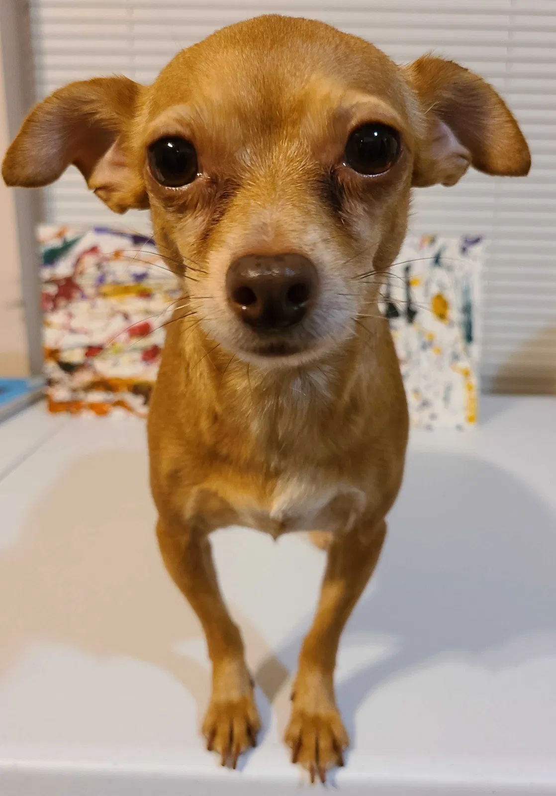 Lost dog in Houston, TX, 77017