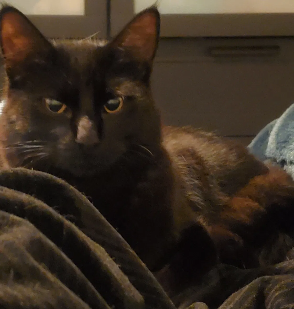 Lost cat in Brea, CA, 92821