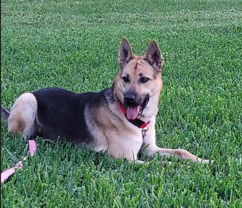 Lost dog in Tazewell, TN, 37879