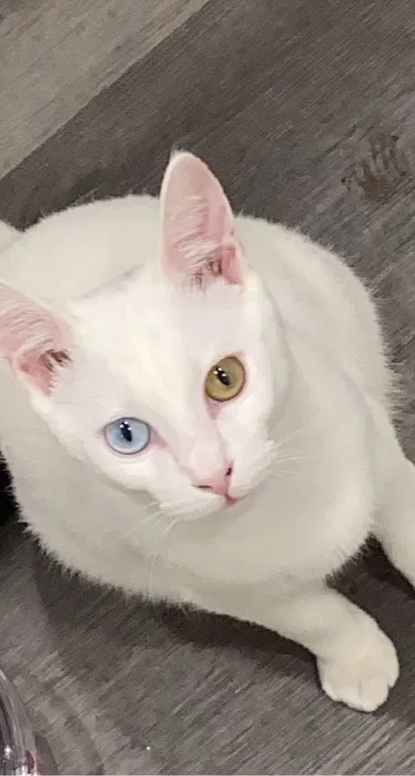 Lost cat in Pomona, CA, 91767