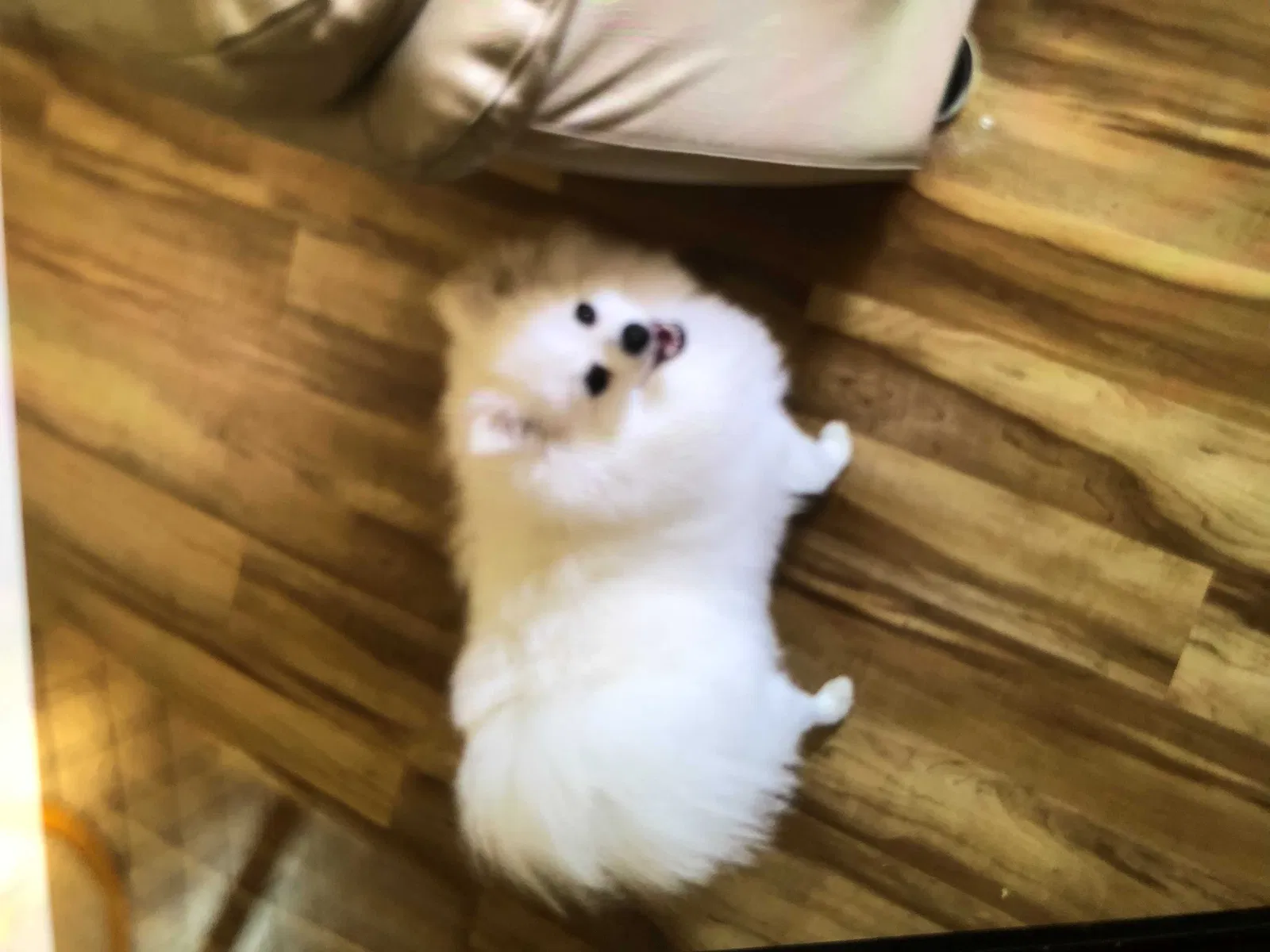 Lost dog in Thornton, CO, 80241