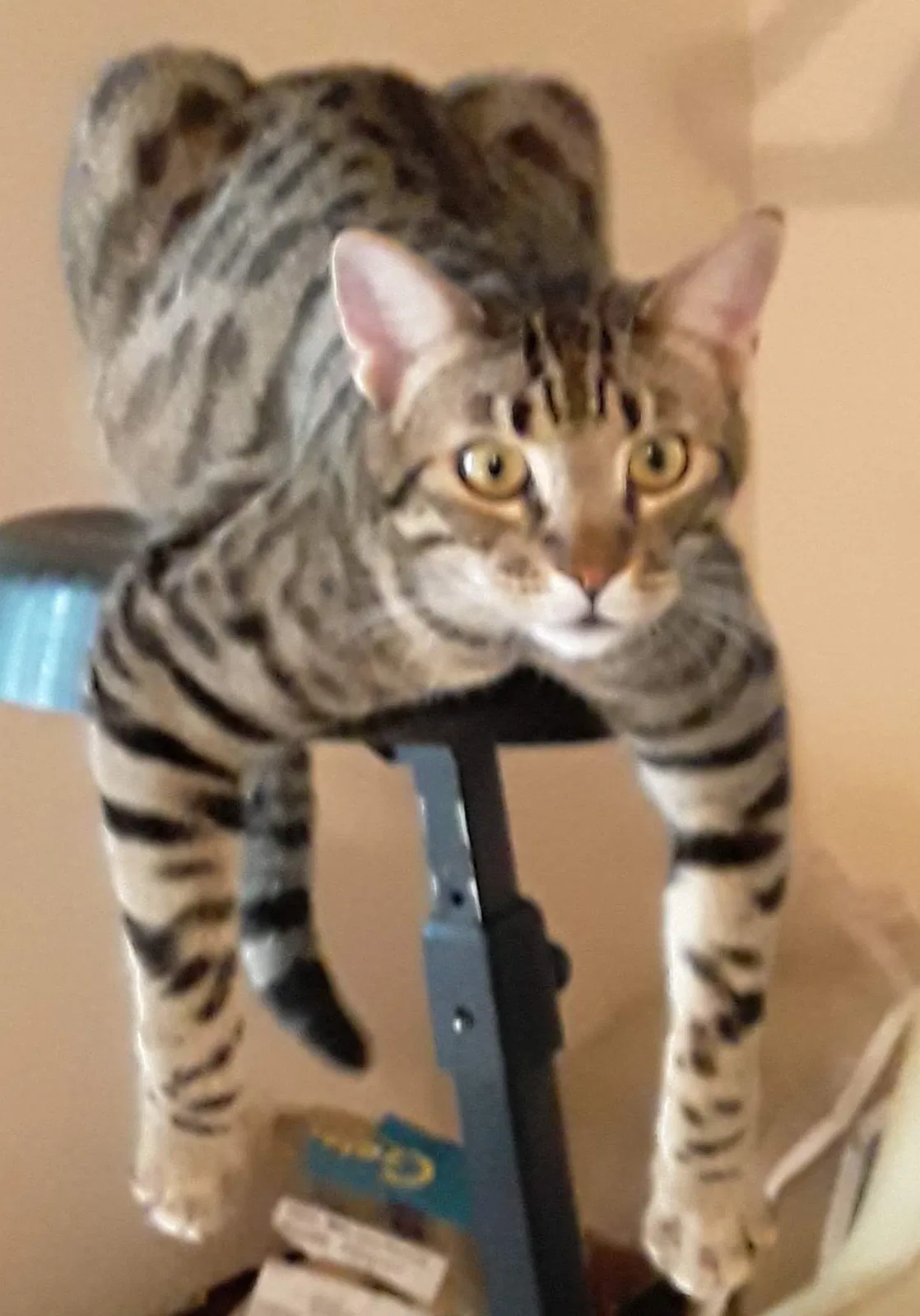Lost cat in Peyton, CO, 80831