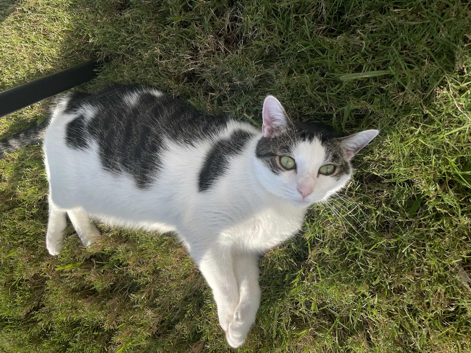Lost cat in Murfreesboro, TN, 37130