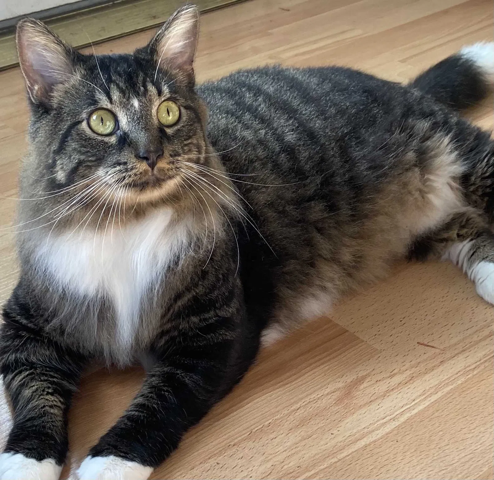 Lost cat in Saint Petersburg, FL, 33714