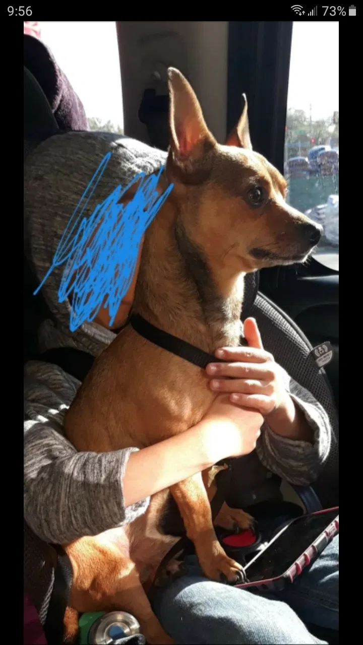 Lost dog in Haltom City, TX, 76117