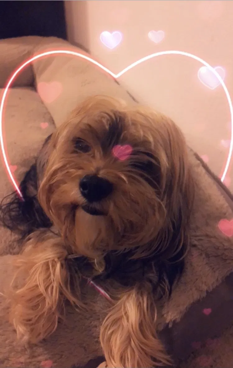 Lost dog in Crowley, TX, 76036