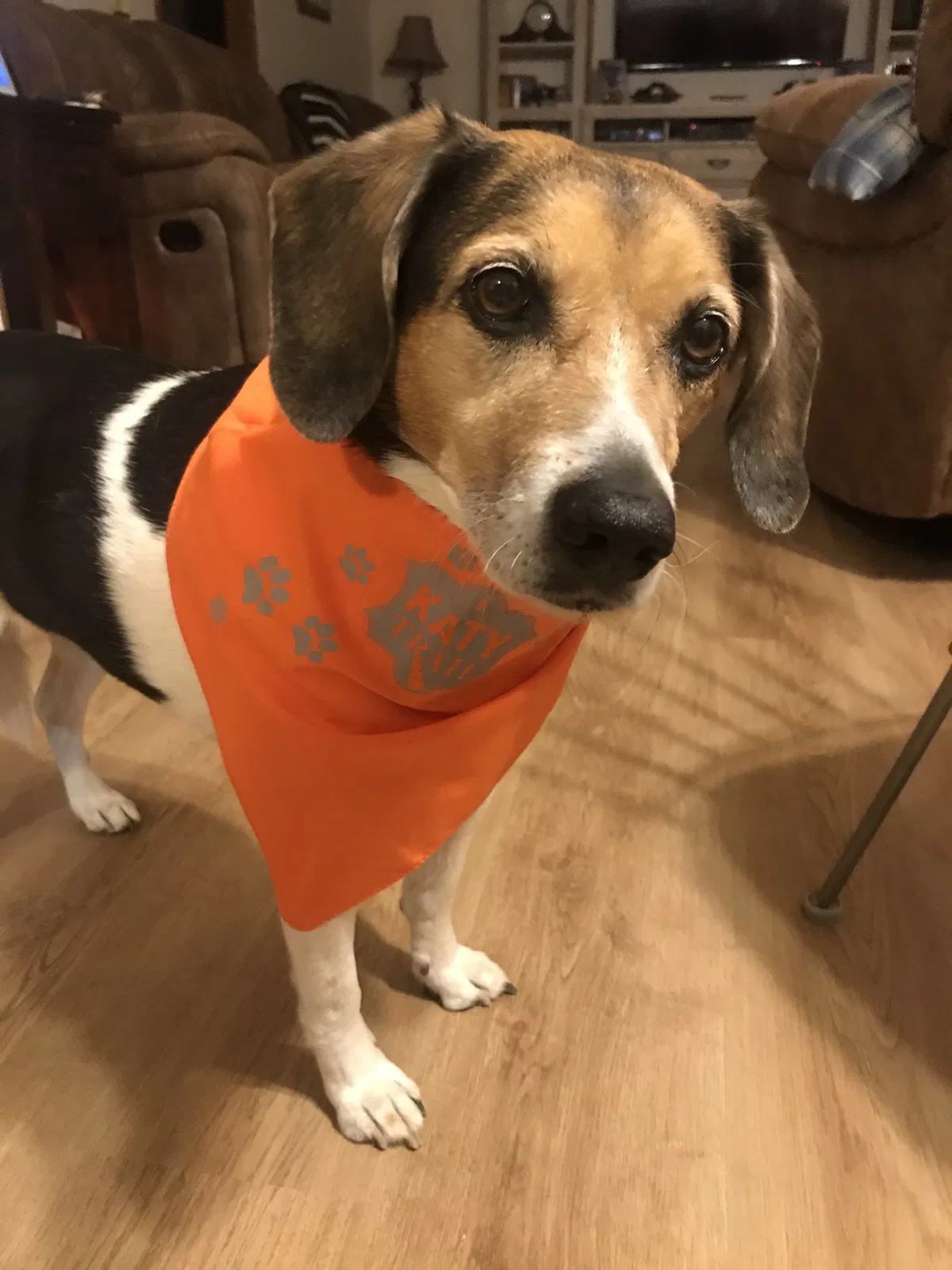 Lost dog in Greensboro, NC, 27405
