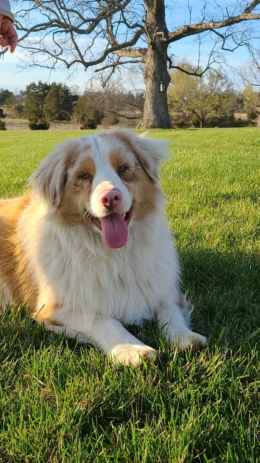 Lost dog in Nokesville, VA, 20181