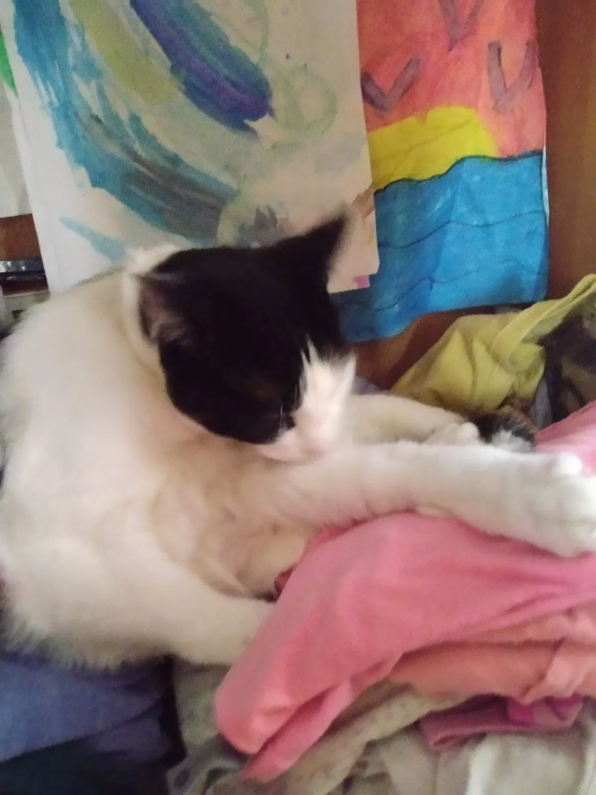 Lost cat in Milwaukee, WI, 53212