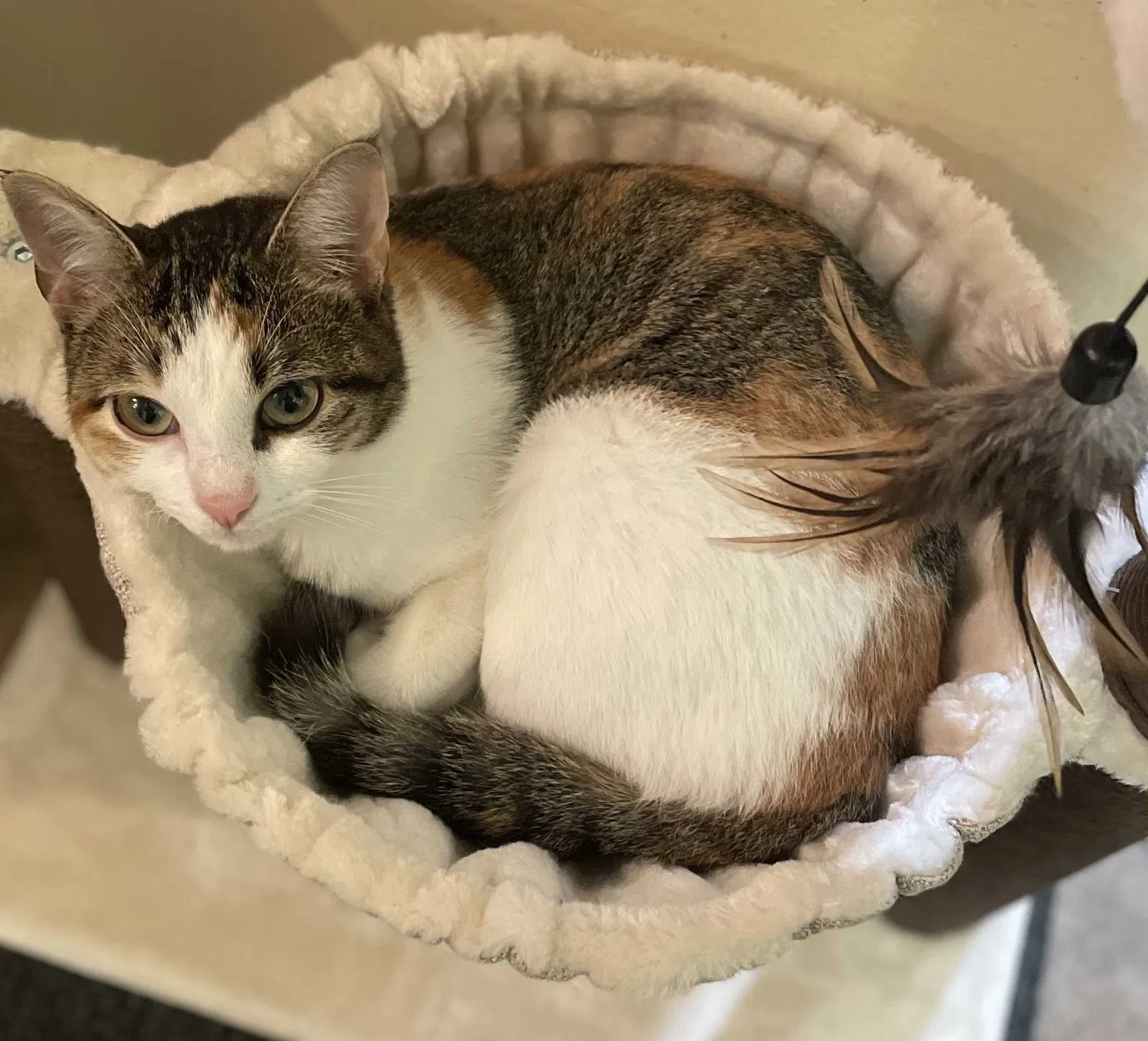 Lost cat in Dallas, TX, 75236