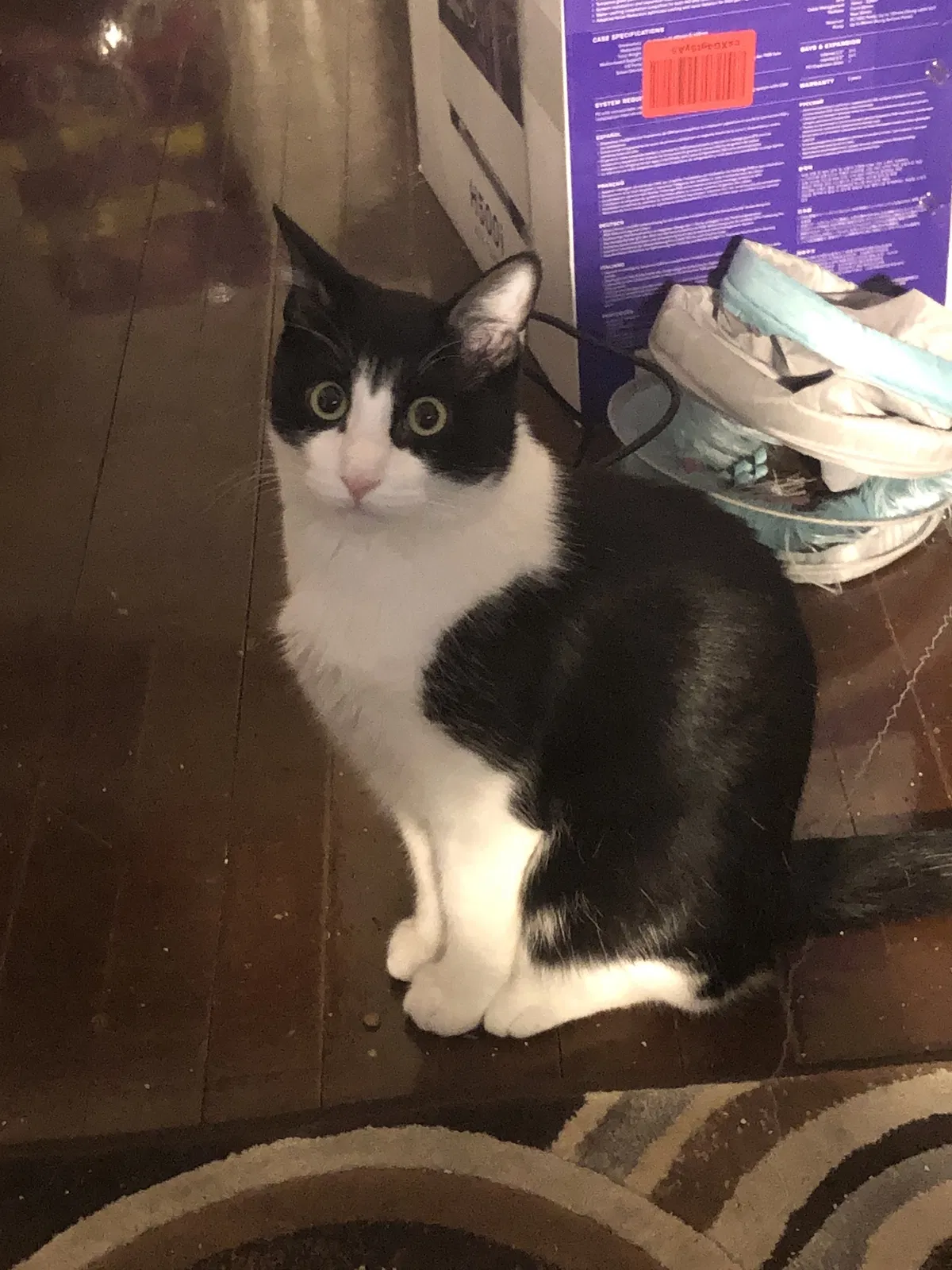 Lost cat in Milwaukee, WI, 53212