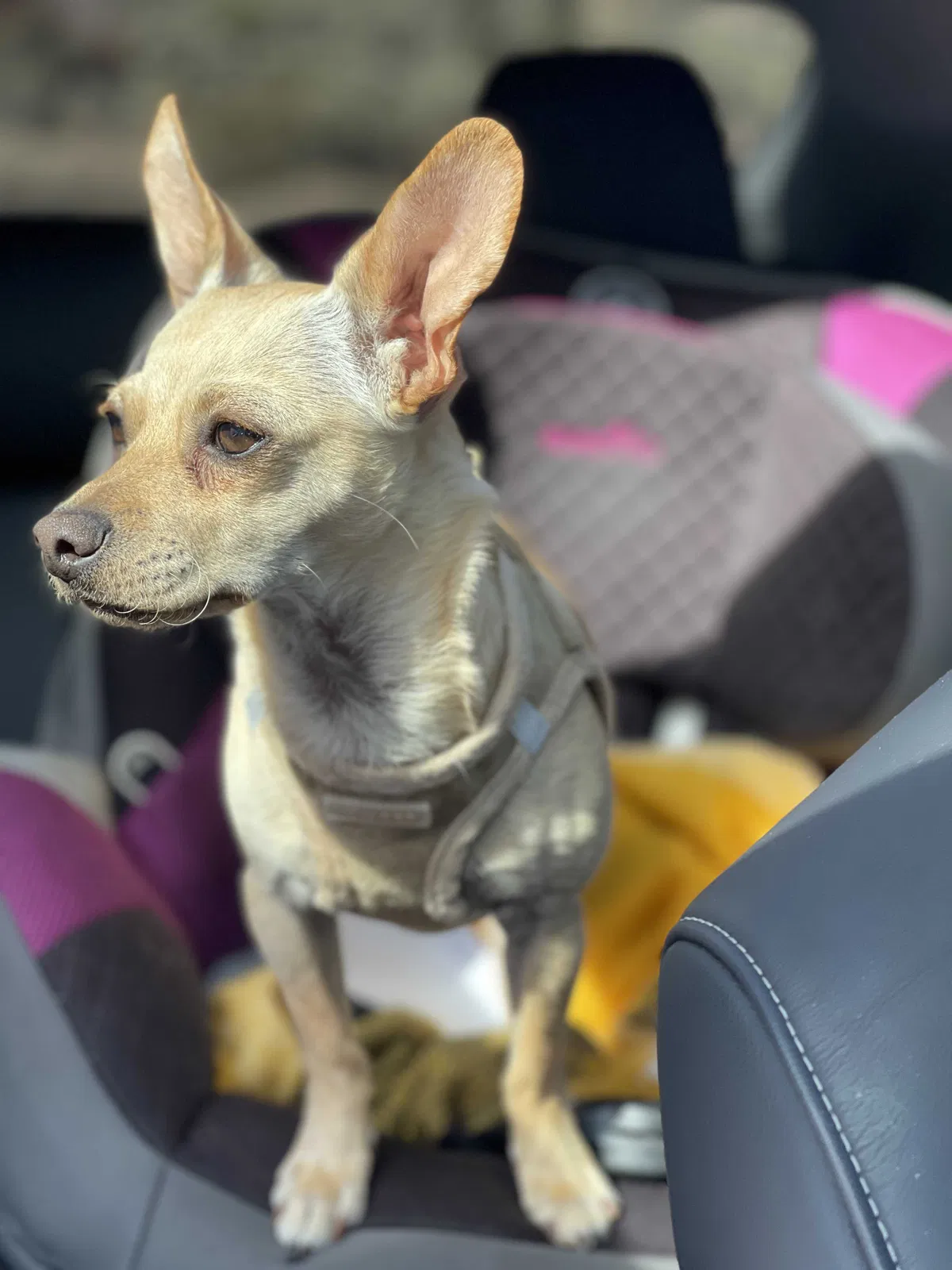 Lost dog in Yucca Valley, CA, 92284
