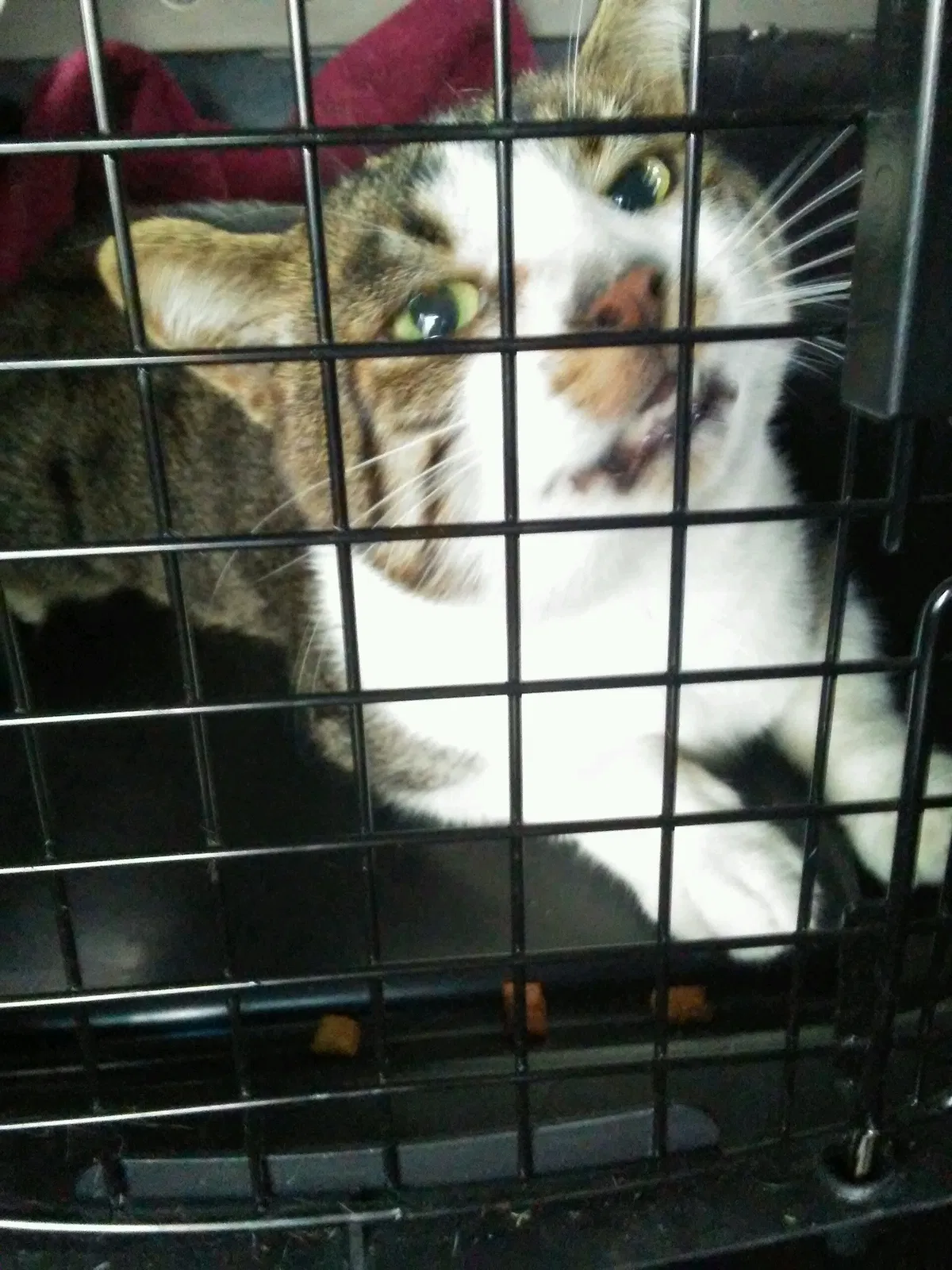 Lost cat in Mooresville, NC, 28117