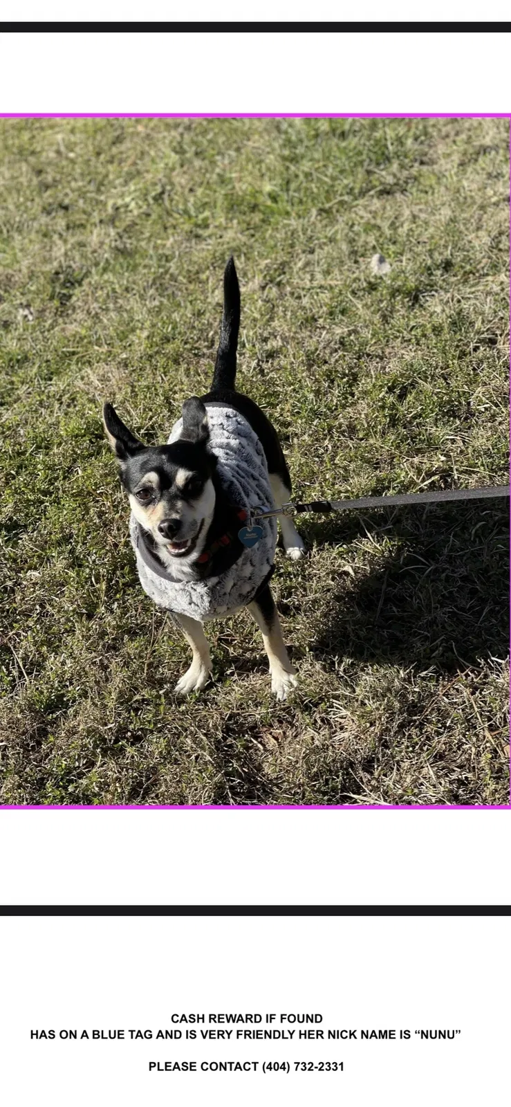 Lost dog in Stone Mountain, GA, 30083