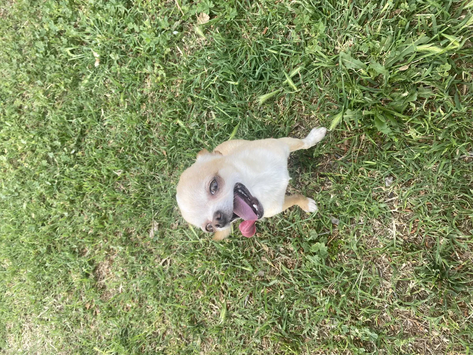 Lost dog in San Bernardino, CA, 92411
