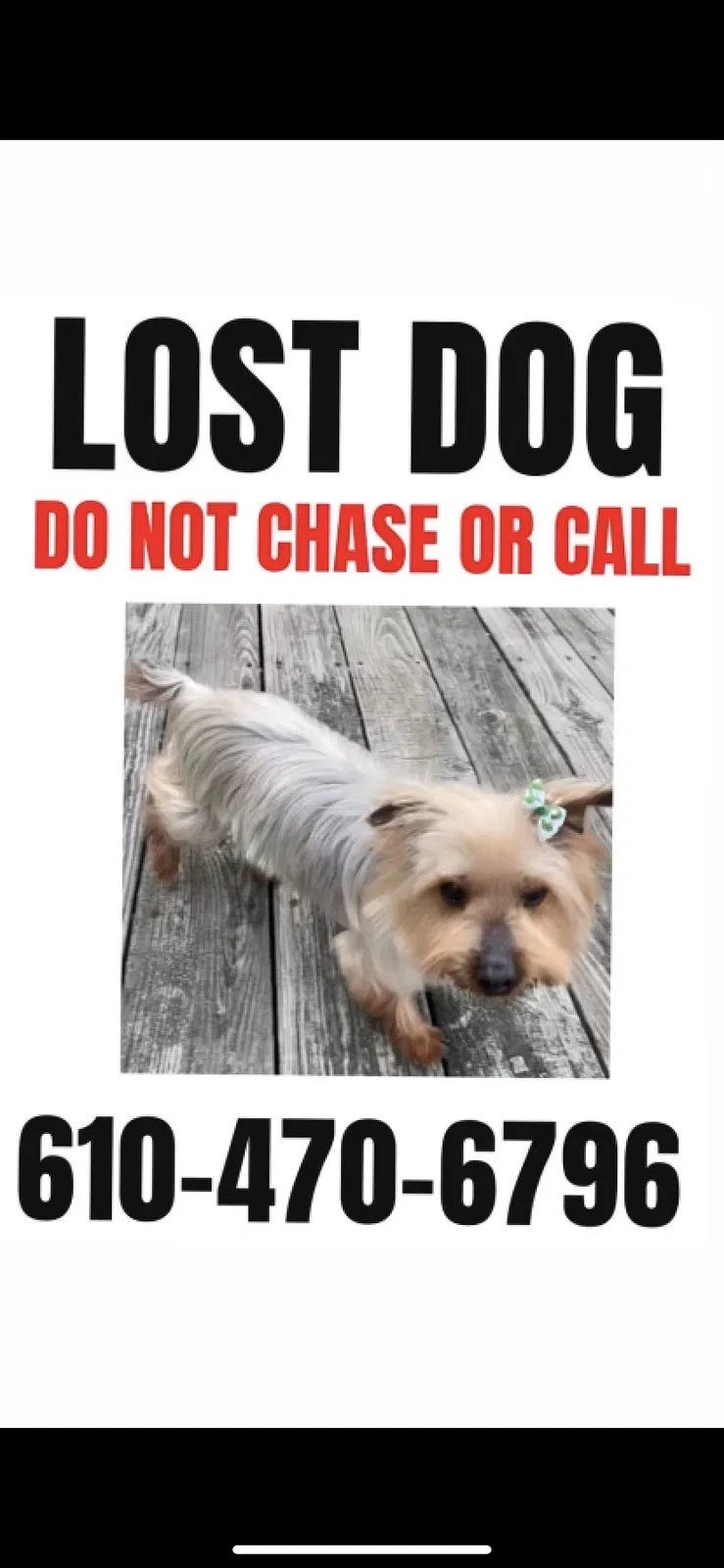 Lost dog in West Chester, PA, 19380