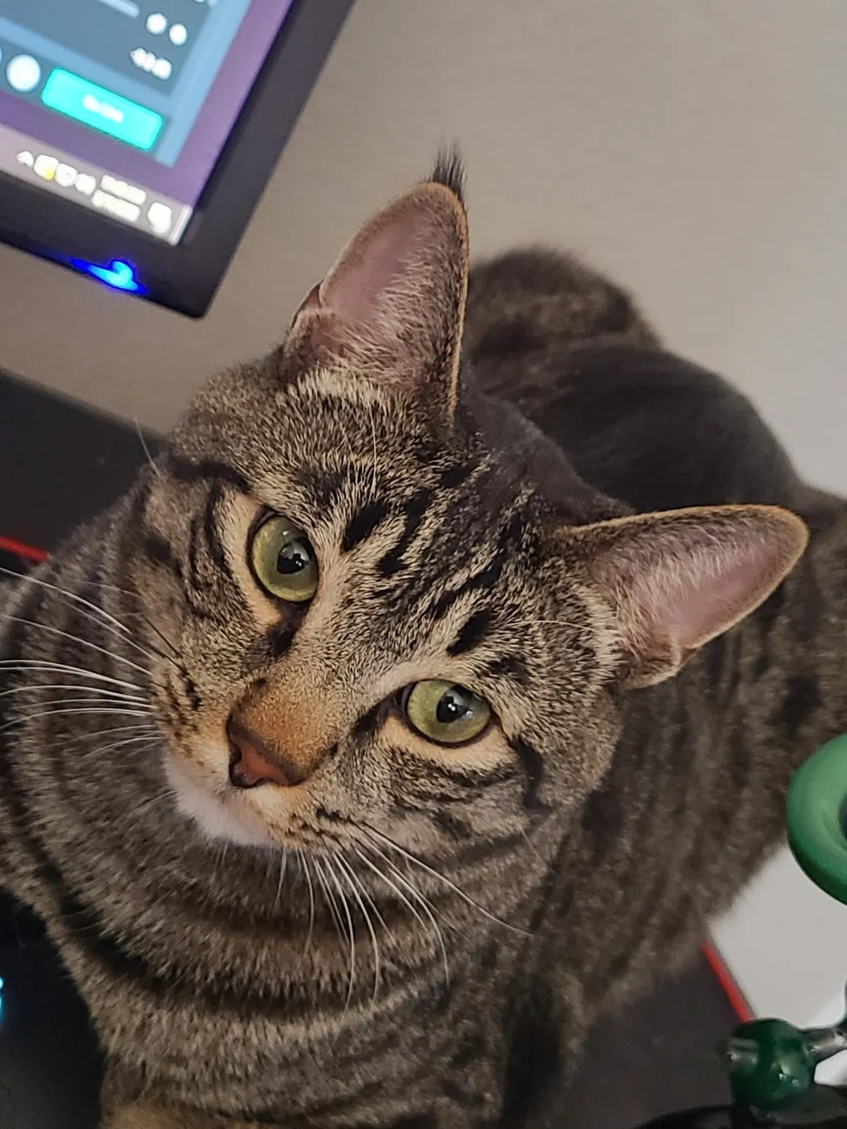 Lost cat in Las Vegas, NV, 89178