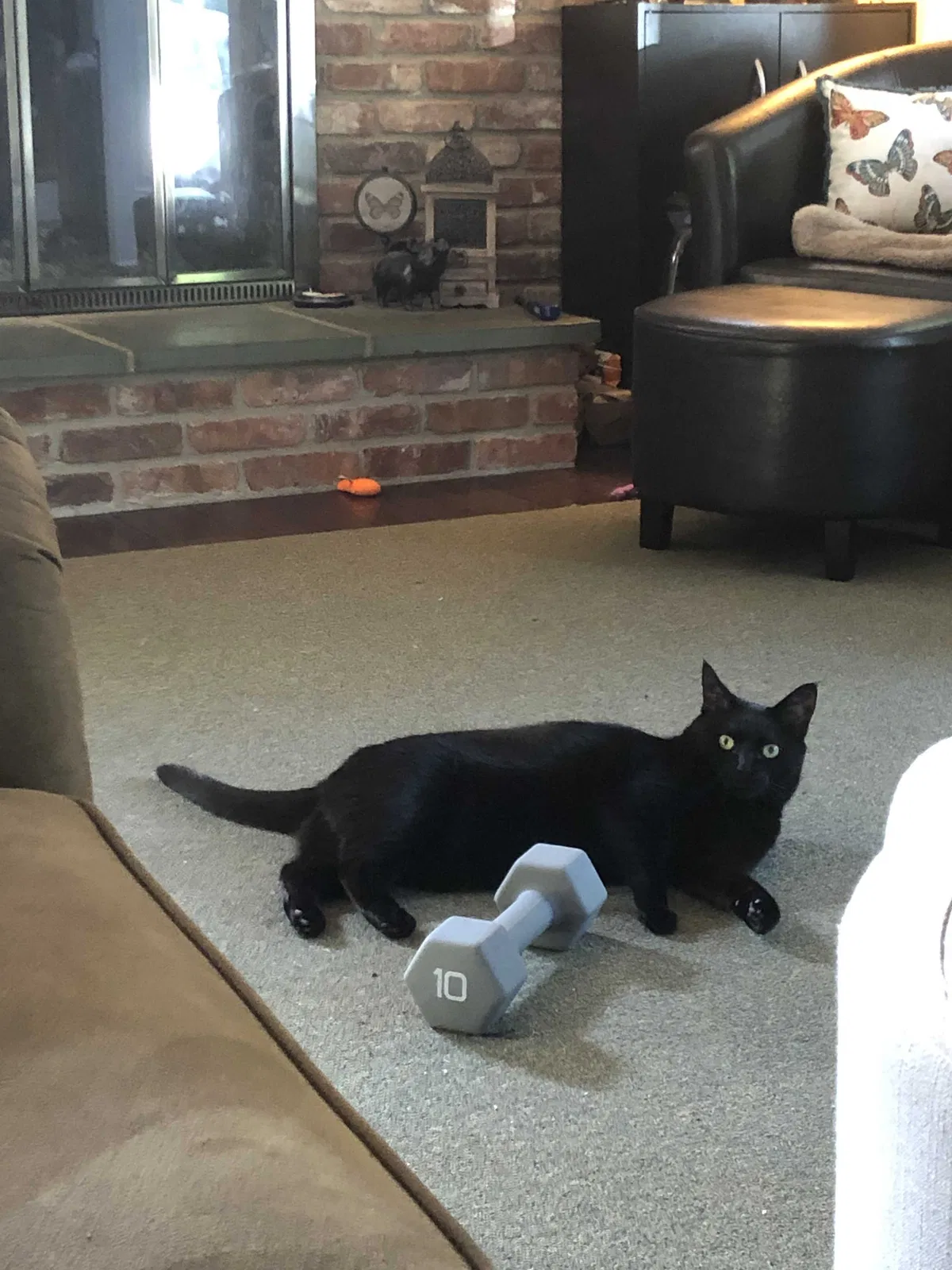 Lost cat in Morris Plains, NJ, 7950