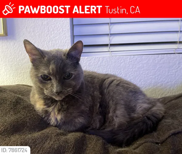 Lost cat in Tustin, CA, 92782