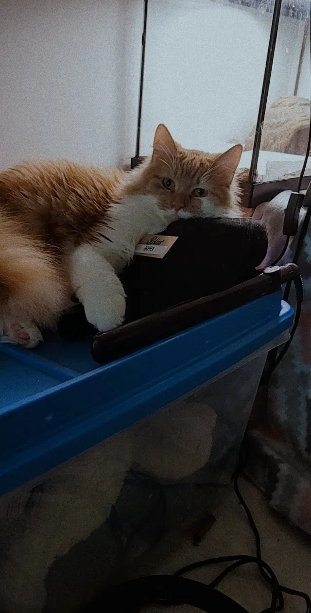 Lost cat in Brooklyn, NY, 11207