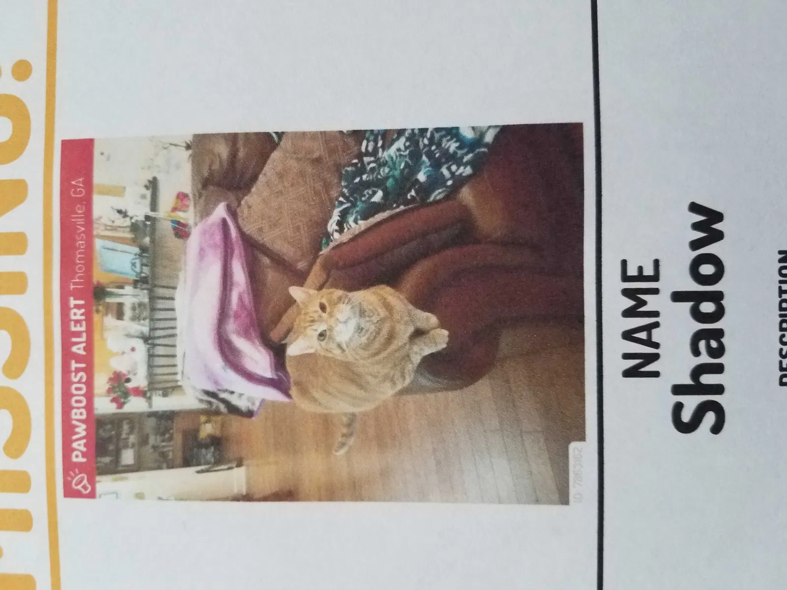 Lost cat in Thomasville, GA, 31792
