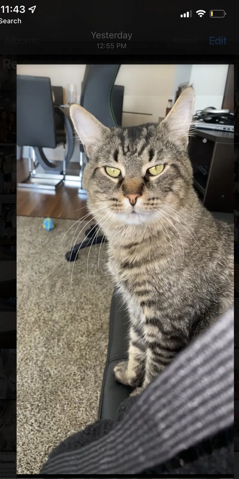 Lost cat in Willowbrook, IL, 60527